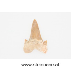 1 Stk. Haifisch-Zahn klein